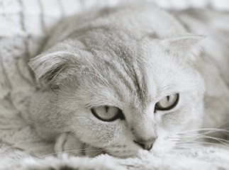 Chlamydiose du chat